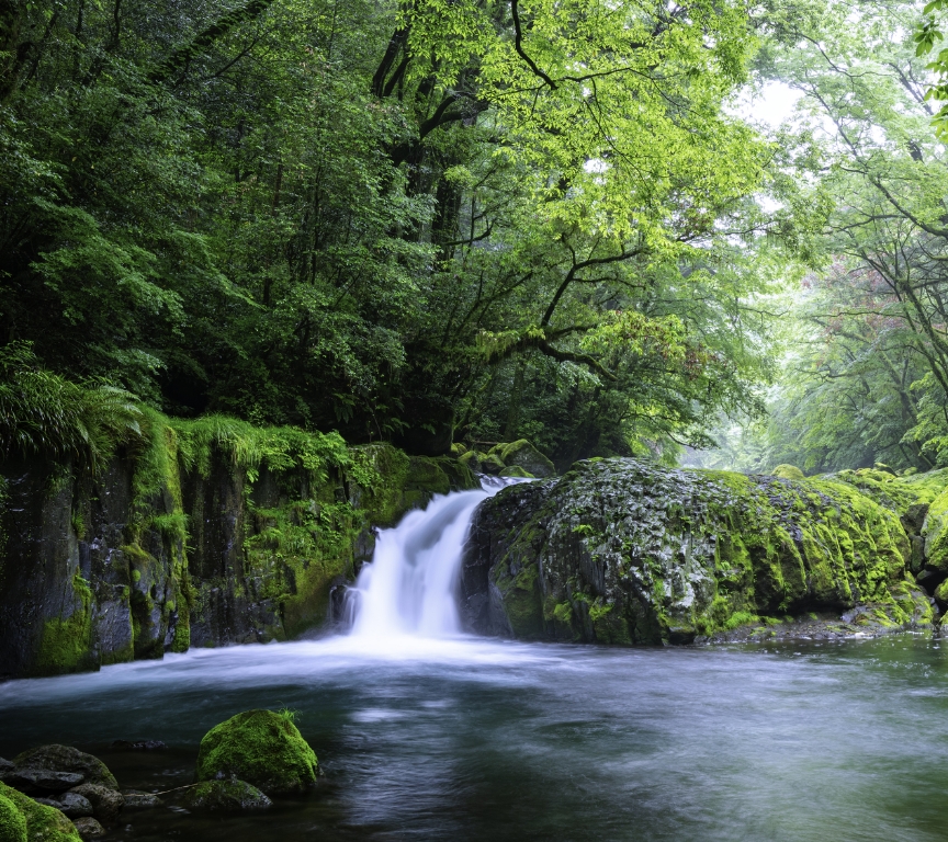 緑豊かな森の中にある滝の美しい風景