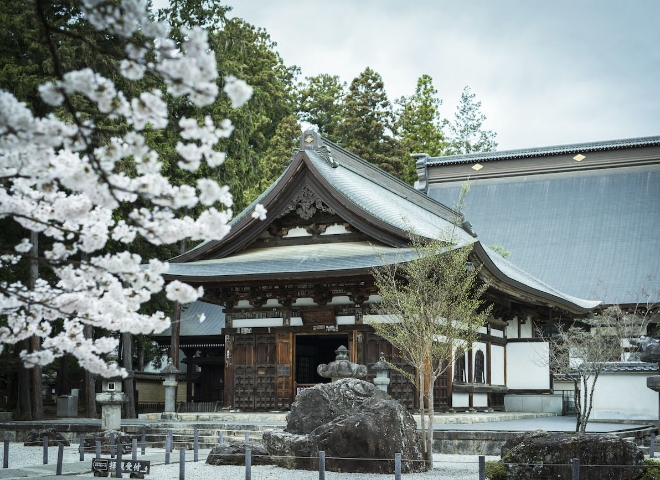 桜の木が寺院の前に咲き誇る