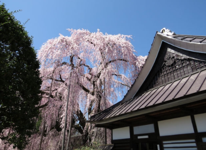 建物の前にある大きな木の花が咲いている