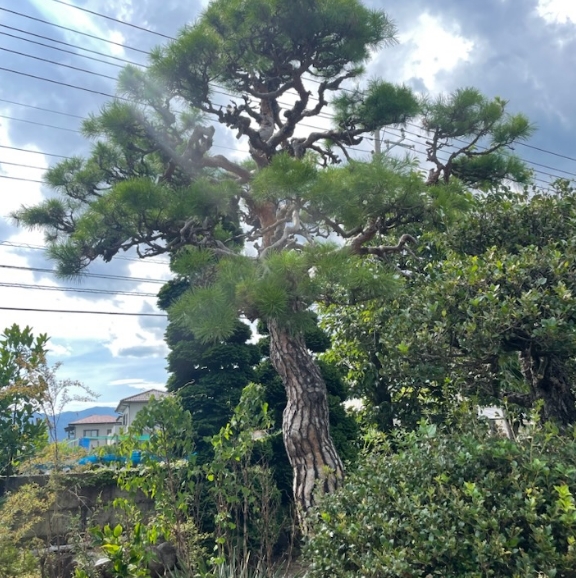 庭に立つ大きな松の木