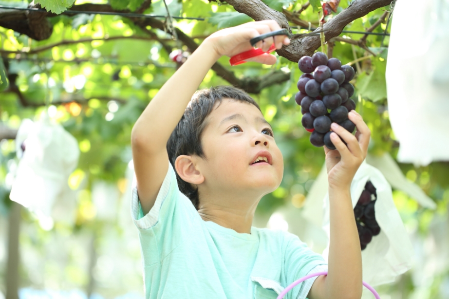 男の子が木からぶどうを収穫している