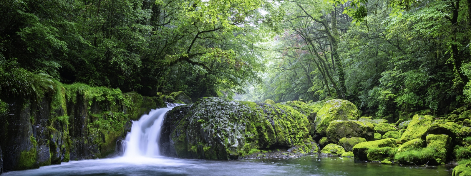 森の中にある滝の美しい風景